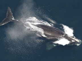 FILE - This image provided by NOAA, shows a North Atlantic right whale in the waters off New England, May 25, 2024. Rep. Buddy Carter, R-Ga., has proposed a years-long delay to changes to federal rules meant to protect vanishing whales, prompting a rebuke from environmental groups who say the animals need protection now. (NOAA via AP, File)