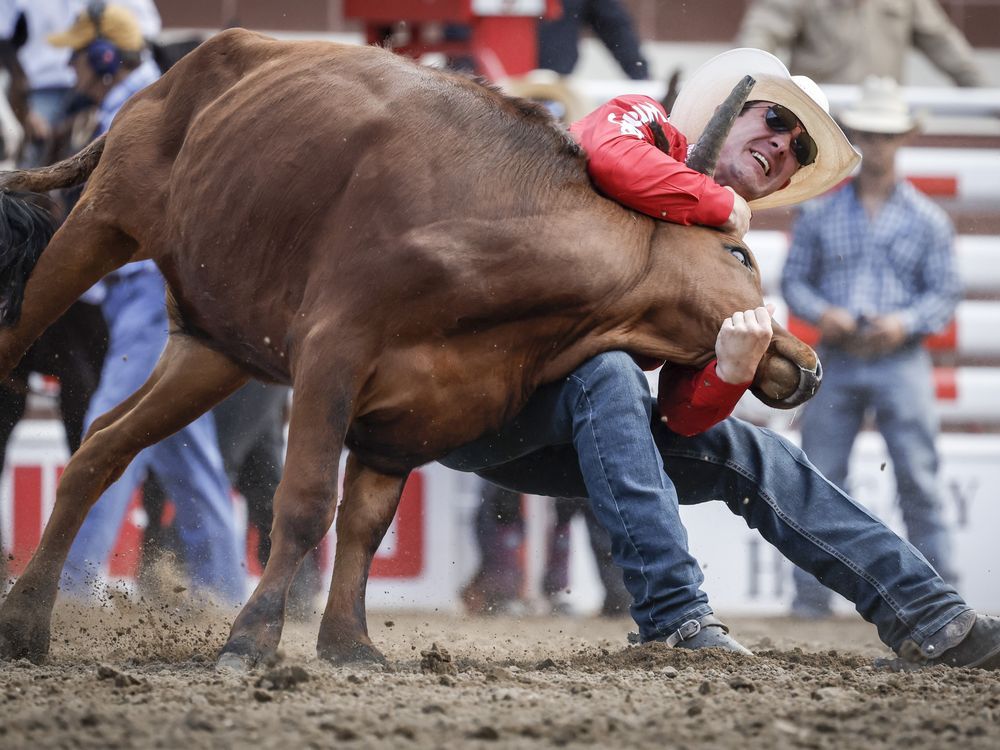 NextImg:Steer, two horses euthanized at Calgary Stampede rodeo competition