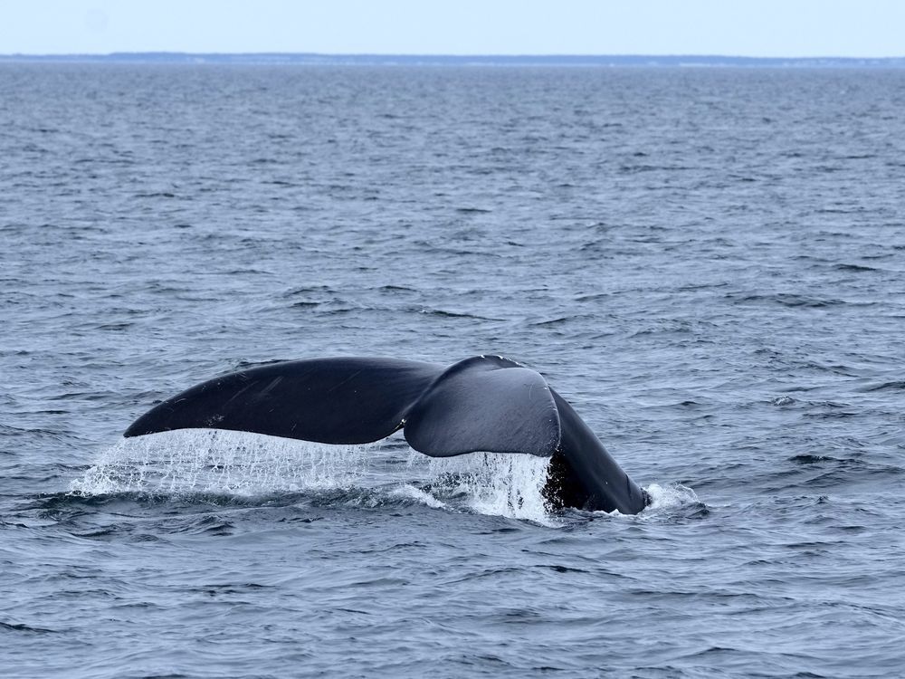 NextImg:Whale rescue teams hoping to disentangle right whale in St. Lawrence Estuary