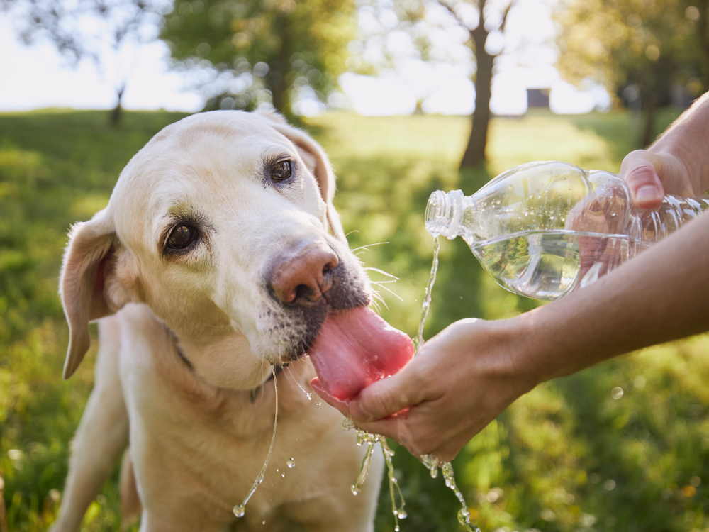 Q+A: Vet answers your summer pet safety questions | National Post