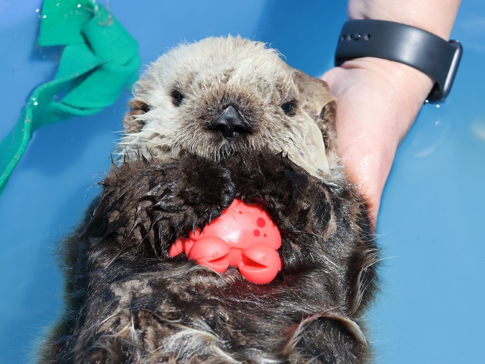 NextImg:In otter news, orphaned B.C. pup is thriving but unlikely to return to wild