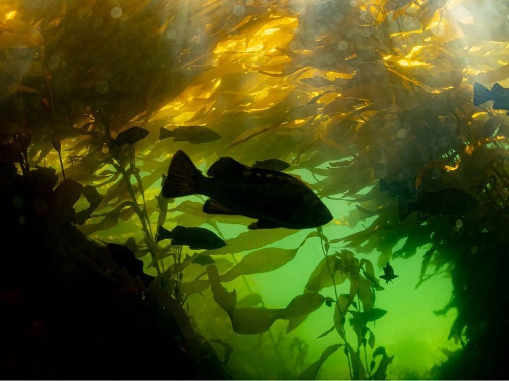 NextImg:Underwater gardeners work to restore B.C.'s majestic kelp forests
