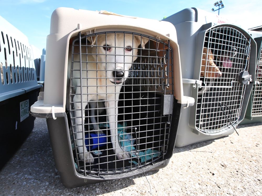 NextImg:Jamie Sarkonak: Canine travel to the U.S. the latest victim of poor Canadian screening
