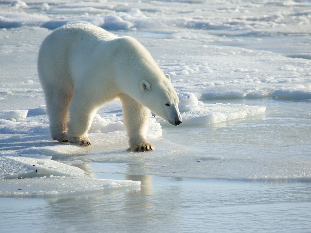 NextImg:Two polar bears kill worker at Far North air defence site