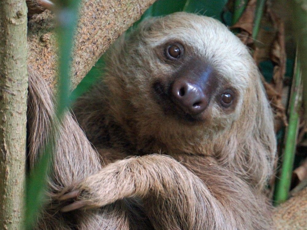 NextImg:What is sloth fever and its symptoms? Here's what Canadians need to know