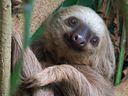 Oropouche was detected in a blood sample from a sloth in Brazil 1960, which is where it got its nickname, according to Scientific American.