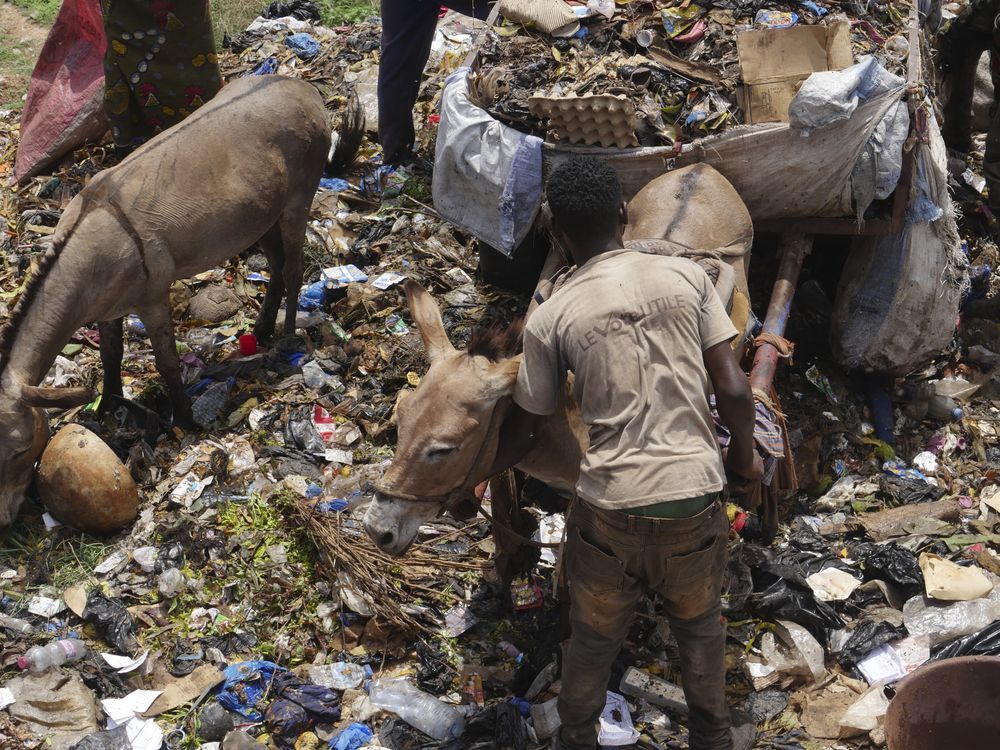 NextImg:The trash in Mali’s capital is piling up. Donkey carts are coming to help