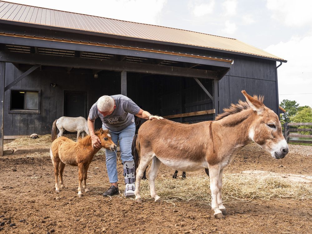 NextImg:Mini farm animals are adorable. There’s also a growing demand for them
