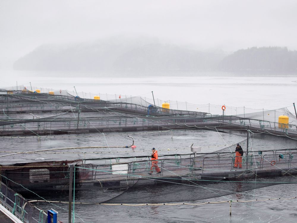 NextImg:Federal Liberals miss deadline for promised salmon farm transition plan