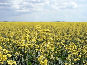 A canola field.