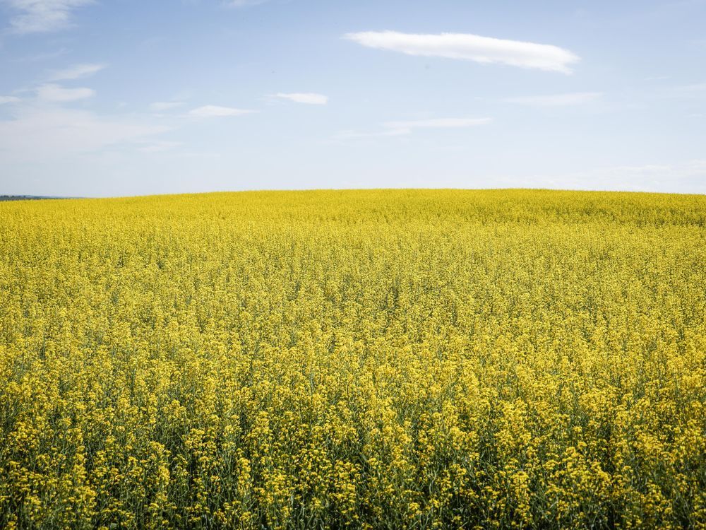 NextImg:China retaliates over Canada's EV tariffs with anti-dumping probe into canola imports