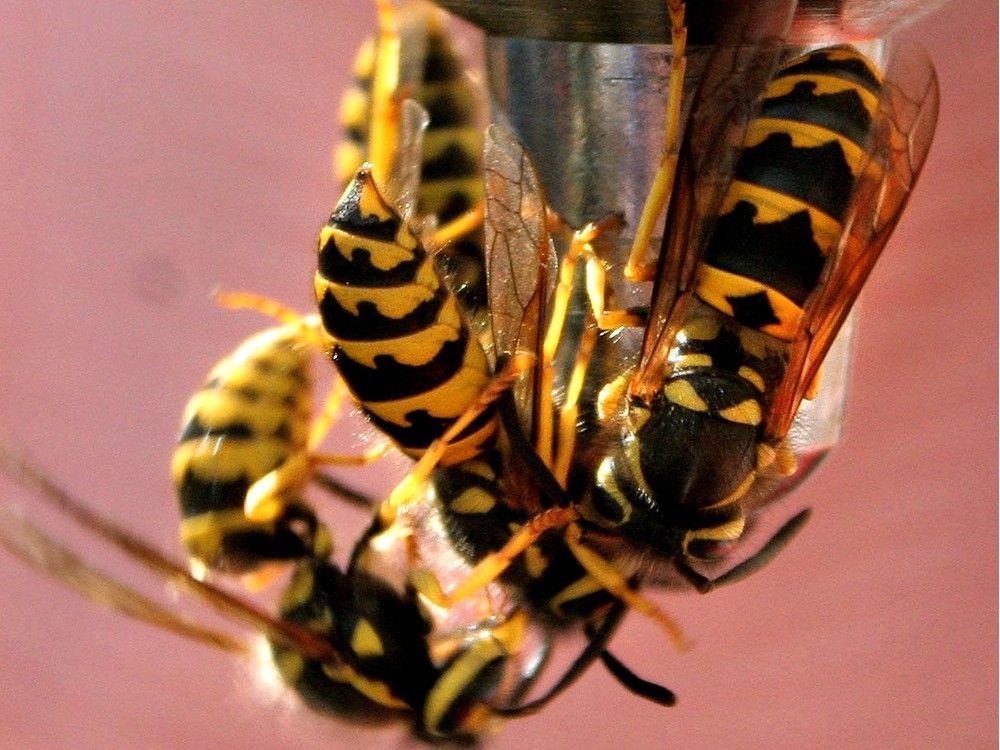 NextImg:Decoding why wasps in Canada are so seemingly angry this time of the year