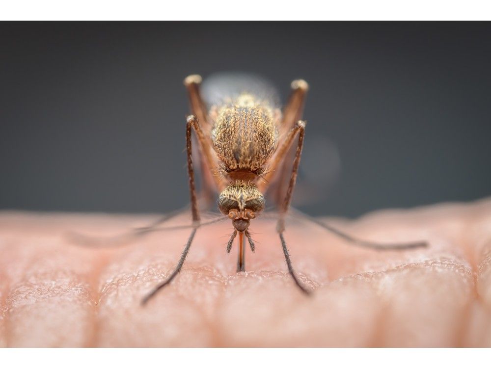 Scientists are trying to turn mosquitos' food — human blood — into a deadly poison for the insects.