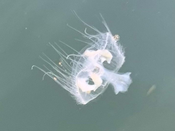 NextImg:One jellyfish arrived in B.C. decades ago. Thousands of clones spread to 34 waterways