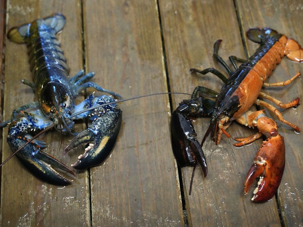 NextImg:How rare is a rare-coloured lobster? Answer could be under the shell