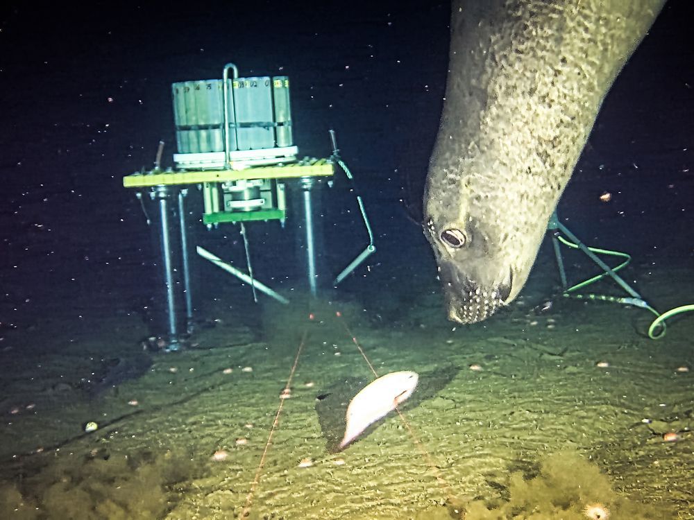 NextImg:Elephant seals off B.C. coast used sonar equipment as 'dinner bell,' researchers say