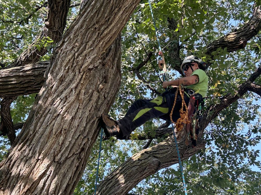 NextImg:'Challenges every single muscle': Champion tree climber from Winnipeg turns work into passion