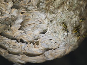 Wasps