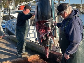 tuna