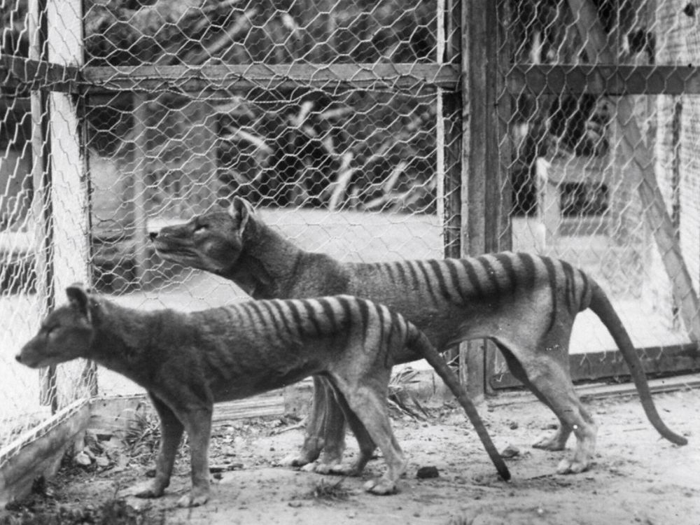 NextImg:Colby Cosh: Ethics naysayers can't stop extinct species from returning to life