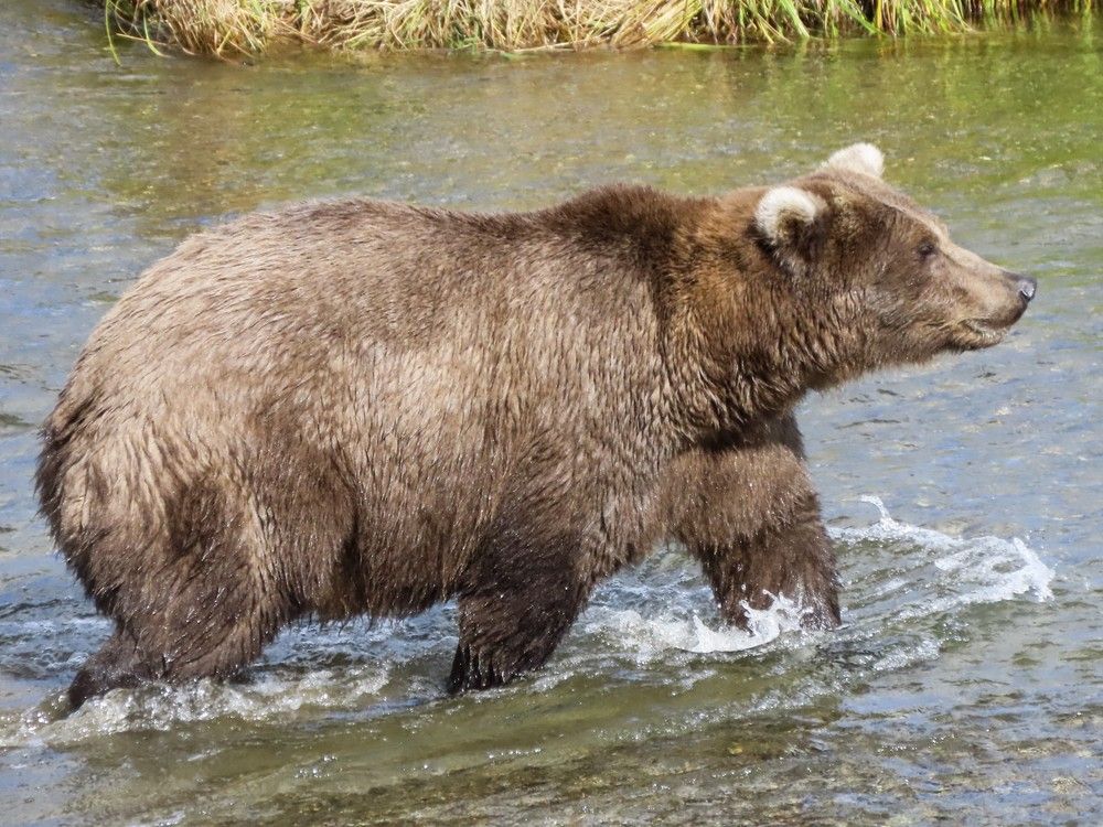 NextImg:Online voting in Alaska’s Fat Bear Week contest starts after an attack killed 1 contestant