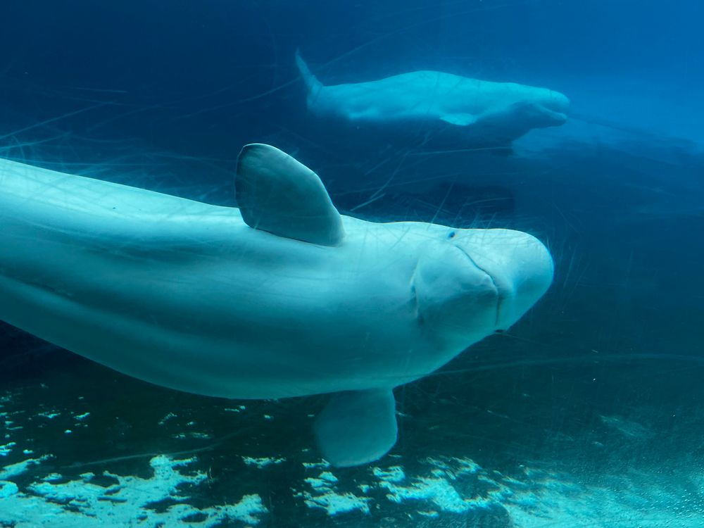 NextImg:Beluga dies at Marineland in Niagara Falls — the 18th whale death there since 2019
