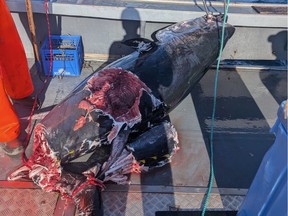 tuna