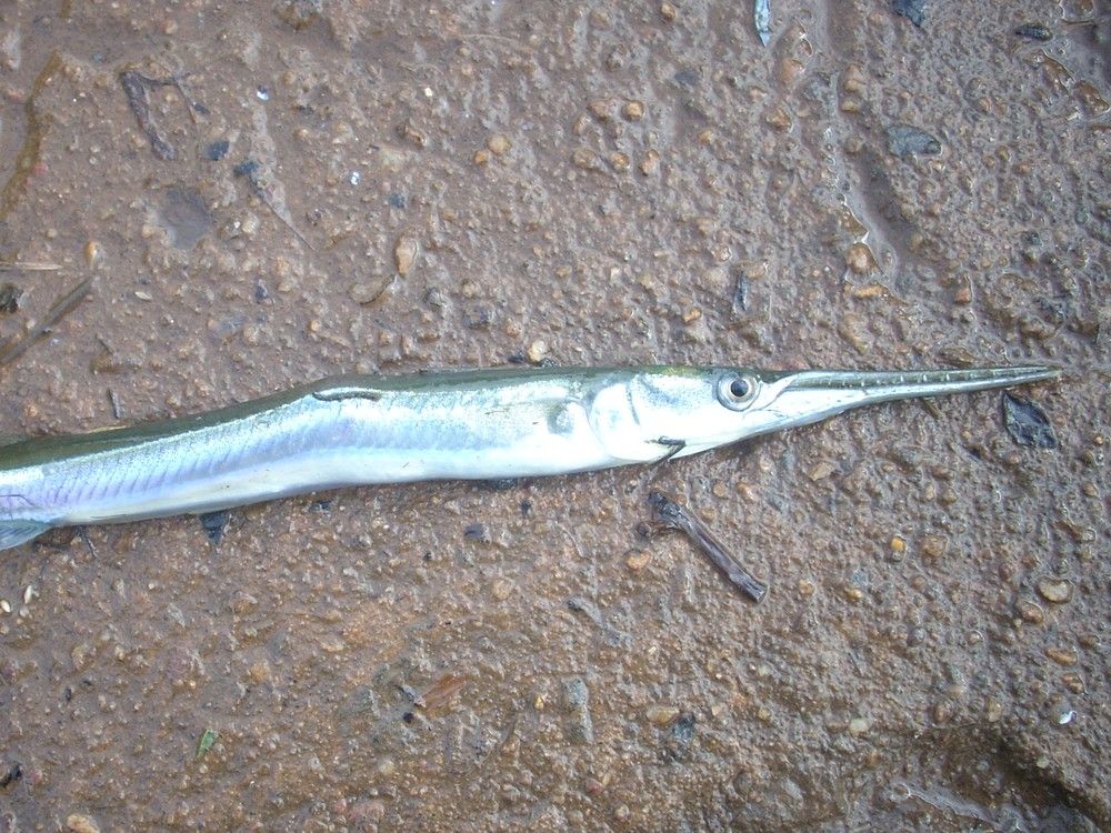 Surfer 'hunting waves' dies after being stabbed in the chest by
leaping needlefish