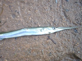 Surfer dies after being impaled by needlefish in Indonesia Surfer dies after being impaled by needlefish in Indonesia