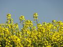 Canola in bloom south of Brant, Alta., on Tuesday, July 9, 2024.