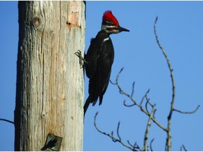 Calgary long-term care home ordered to remove bird deterrent devices Calgary long-term care home ordered to remove bird deterrent devices