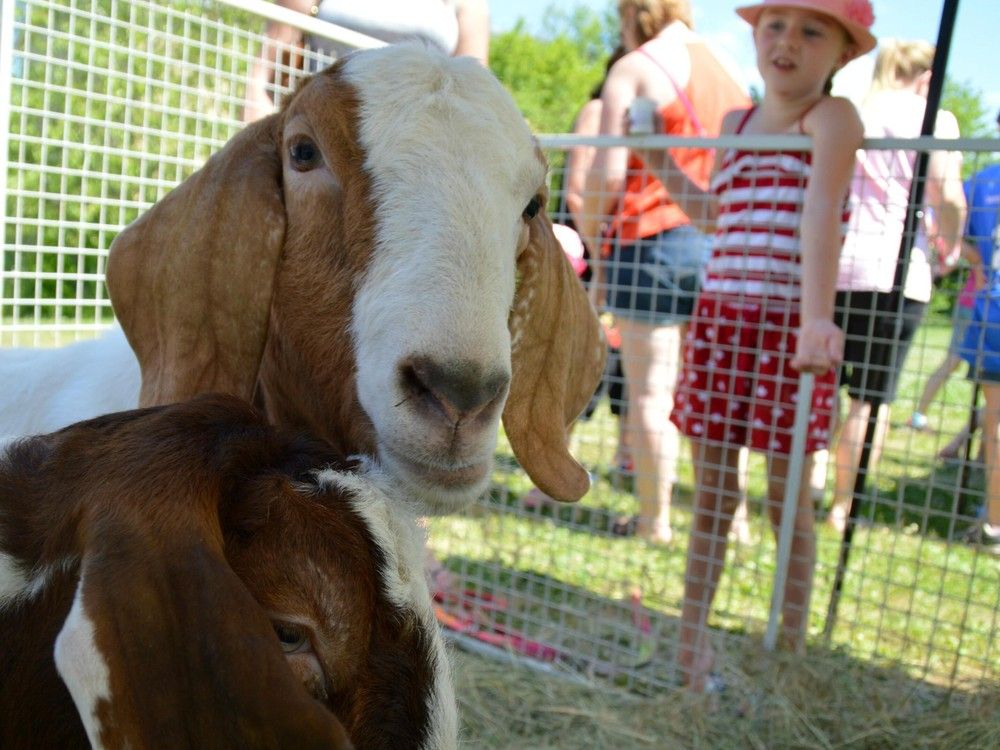 NextImg:9-year-old California girl wins $300K lawsuit for seizure and slaughter of pet goat