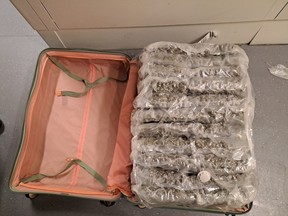 vacuum-sealed cannabis in a suitcase