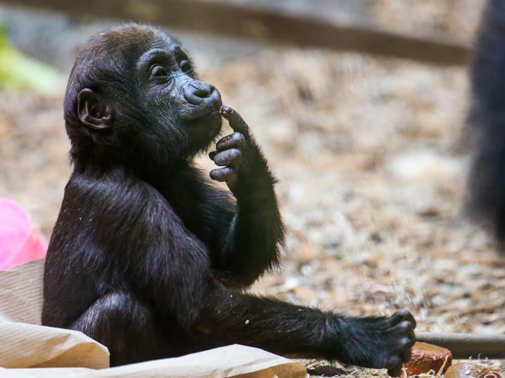 NextImg:'Devastated': Death of young gorilla at Calgary zoo caused by human error