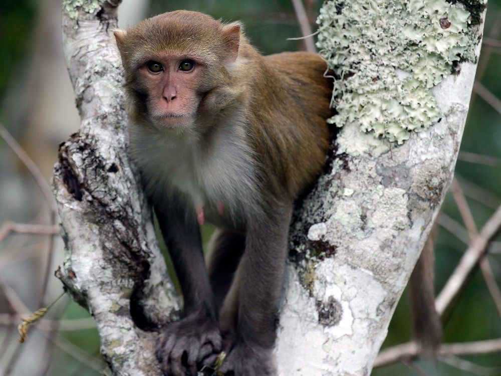 NextImg:43 monkeys escape from a South Carolina lab, but pose 'almost no danger to the public': police chief