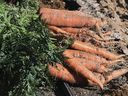 Freshly picked carrots wait to have their stems removed at one of the agriculture laboratory fields on the main campus, Tuesday, Jan. 12, 2021, in Yuma, Ariz.