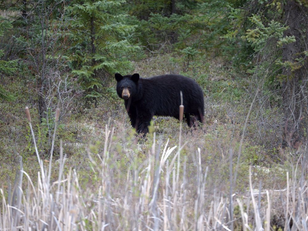 NextImg:Bear killed in self-defense after attacking man walking dog in Metro Vancouver trail
