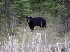 A black bear stands near the side of Highway 881 near Conklin, Alberta on Tuesday May 10, 2016.