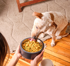 dog eating food