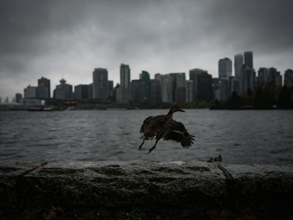 NextImg:Bomb cyclone in B.C.: Hurricane-force winds slam into province, thousands without power