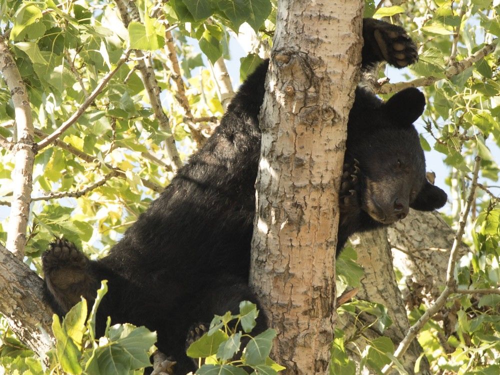 NextImg:Virginia hunter dies from injuries after a bear was shot out of a tree and fell on him