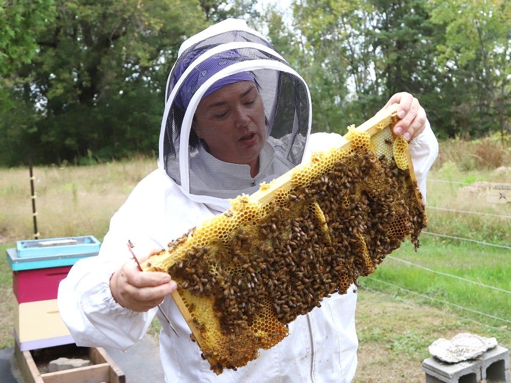 NextImg:Apiaries abuzz over ruling against widening cross-border trade in live honeybees