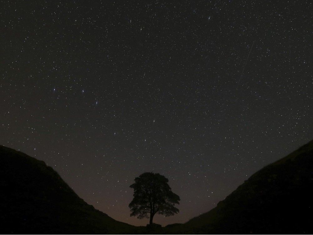NextImg:Illness delays trial of men charged with cutting down Britain's Sycamore Gap tree