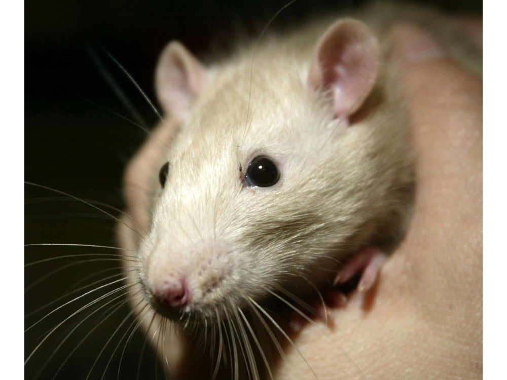 NextImg:Removing B.C. girl's 'emotional support rats' was not discrimination, rights tribunal rules