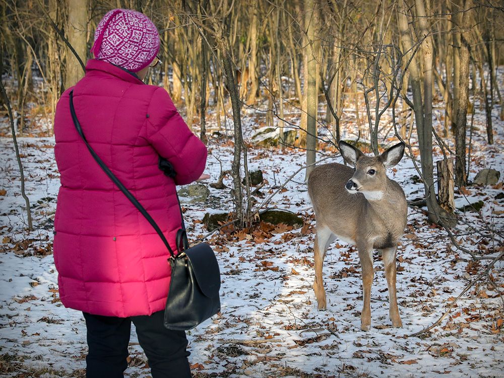 NextImg:Montreal suburb's 'deer saga' ends with cull of 105 animals in urban park