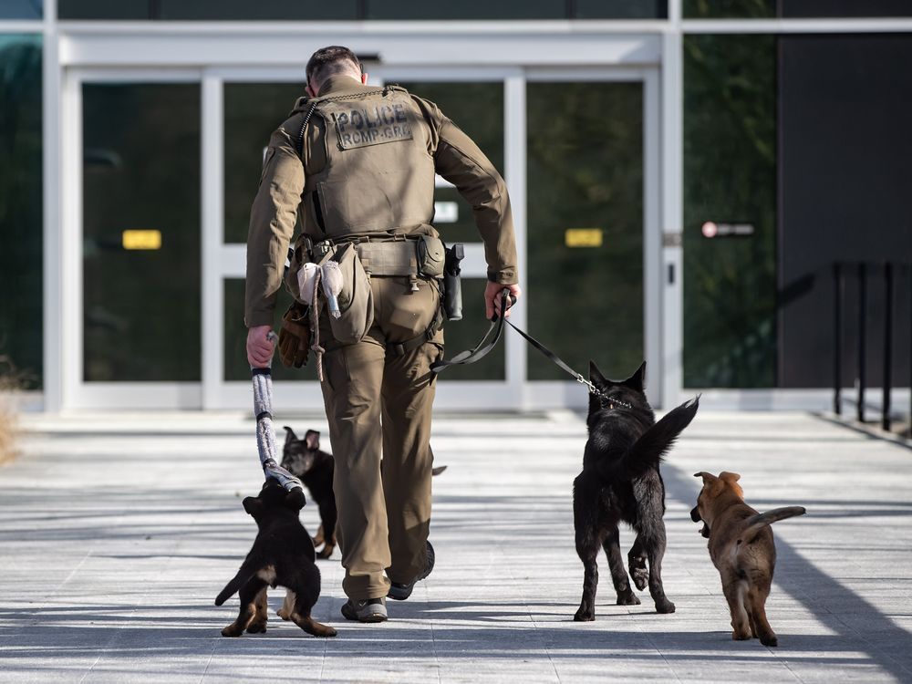 NextImg:RCMP police dog training centre short on staff and morale, poses health risks: review