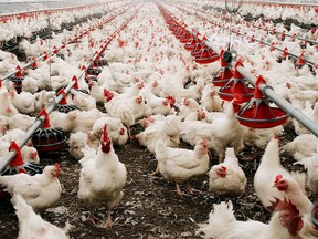 What is H5N1? How bird flu brought a B.C. teen close to death What is H5N1? How bird flu brought a B.C. teen close to death