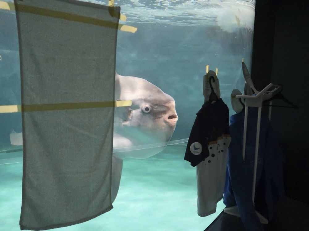 NextImg:Lonely, ailing sunfish perks up after human cutouts placed outside tank