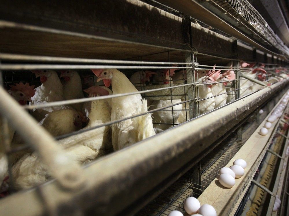 NextImg:Booze, tobacco, poultry, shampoos, motorcycles and chocolate: U.S. items to be tariffed by Canada