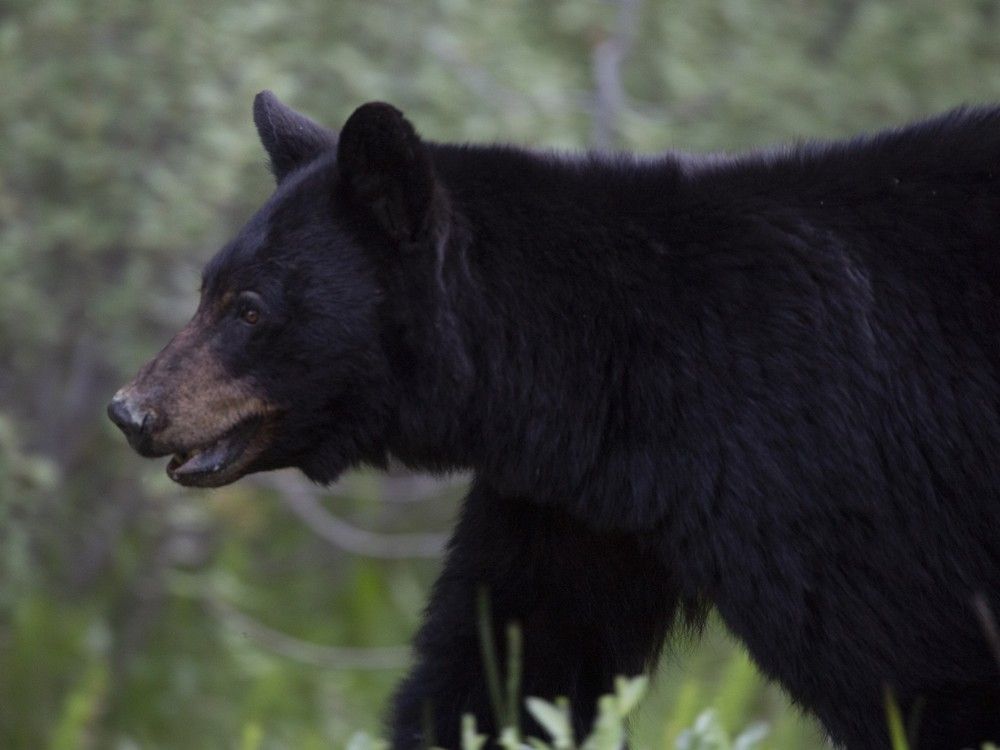 NextImg:Video shows rabid bear 'aggressively' approach and attack Pennsylvania man